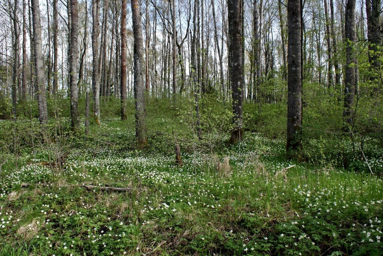 Дома для отпуска Pärus Fors Lapväärtti-31